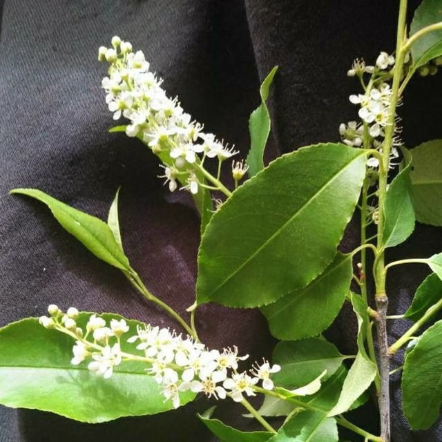 Prunus serotina — flower