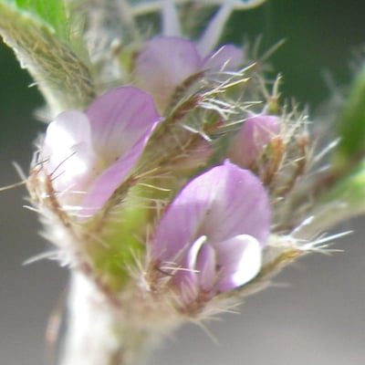 Astragalus sesameus — flower