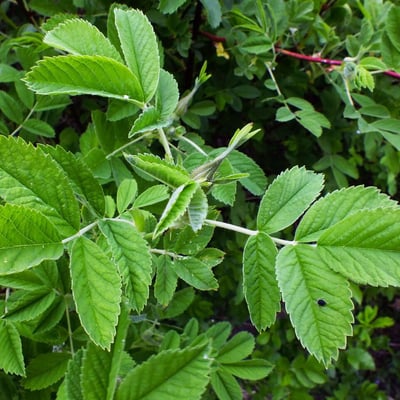 Rosa blanda — leaf