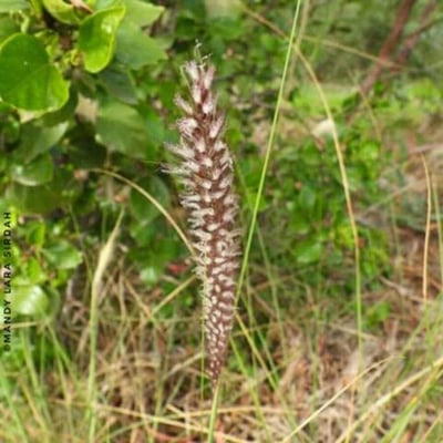 Cenchrus pedicellatus — flower