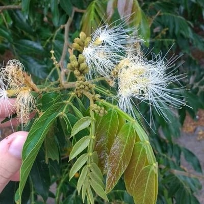 Inga edulis — flower