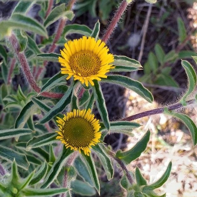 Pallenis spinosa — flower