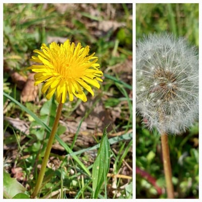 Taraxacum palustre — flower