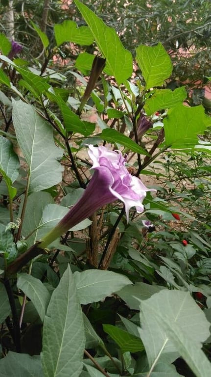 Hoary thorn-apple