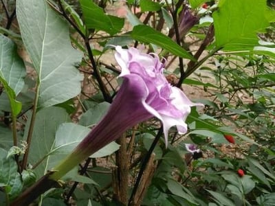 Hoary thorn-apple