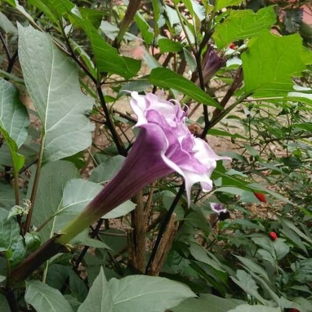Hoary thorn-apple