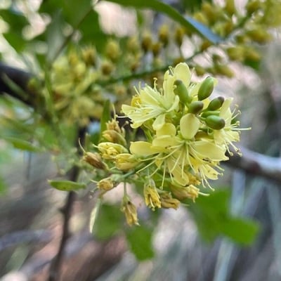 Haematoxylum campechianum — flower