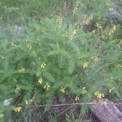 Astragalus penduliflorus — flower