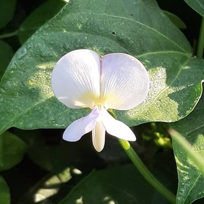 Vigna unguiculata — flower