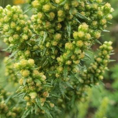 Artemisia biennis — flower