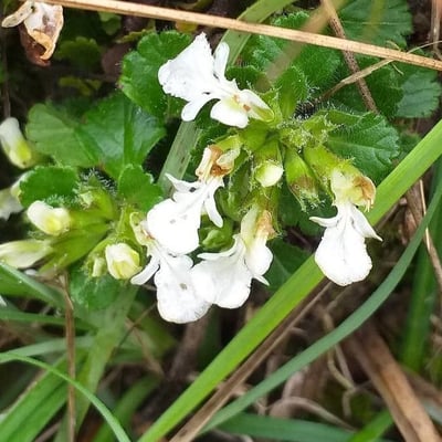 Teucrium pyrenaicum — flower