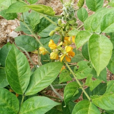 Senna hirsuta — flower