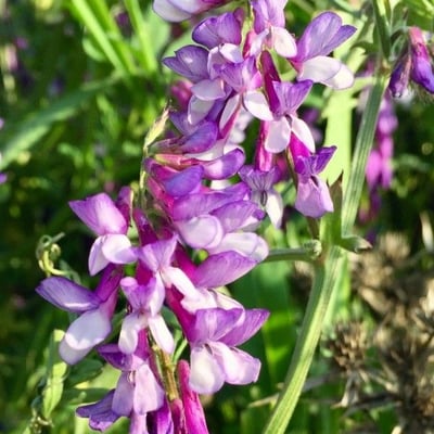 Vicia villosa — flower