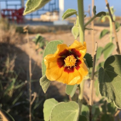Abutilon hirtum — flower