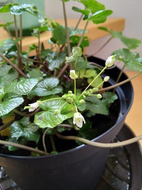 Japanese-horseradish