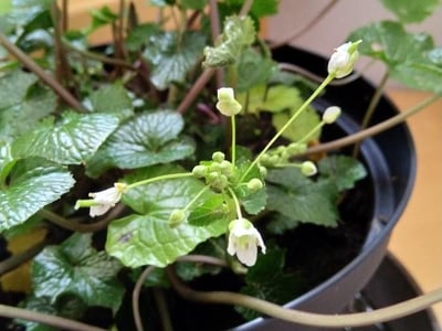 Japanese-horseradish