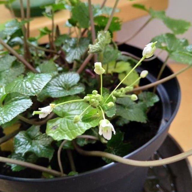 Japanese-horseradish