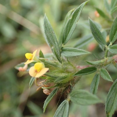 Stylosanthes fruticosa — flower