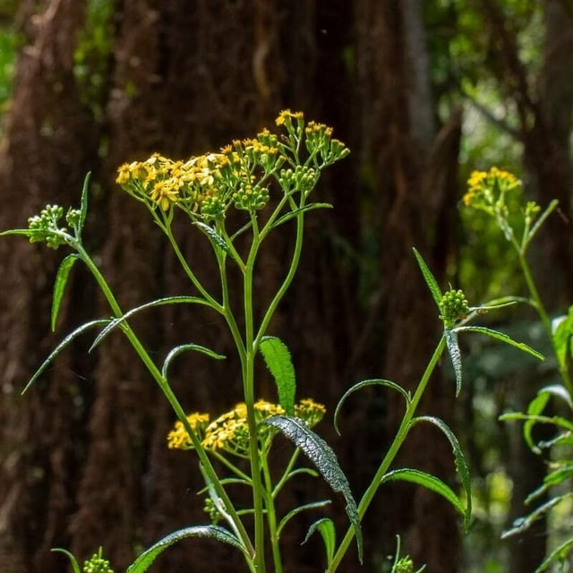 Senecio linearifolius — flower