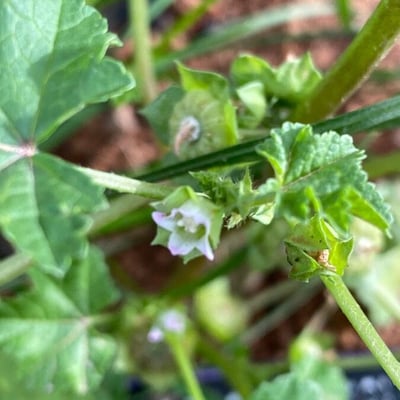 Malva parviflora — flower