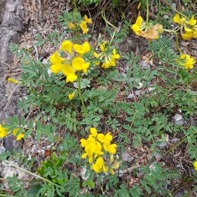 Coronilla vaginalis — flower