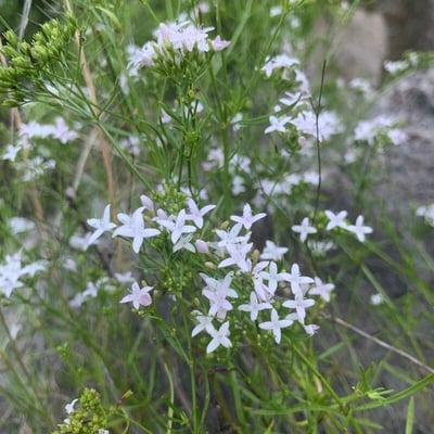 Stenaria nigricans — flower