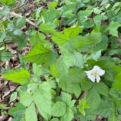 Rubus flagellaris — flower