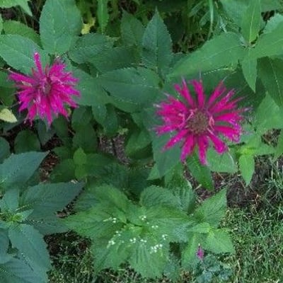 Monarda didyma — flower