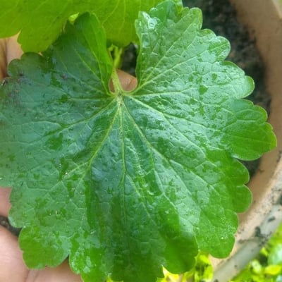 Centella asiatica — flower