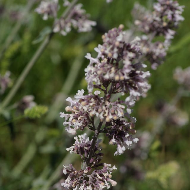 Nepeta nepetella — flower