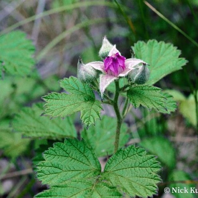 Rubus parvifolius — flower
