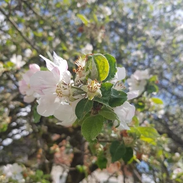 Malus pumila — flower
