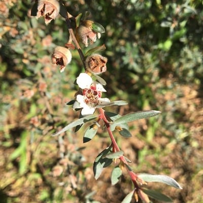 Leptospermum lanigerum — flower