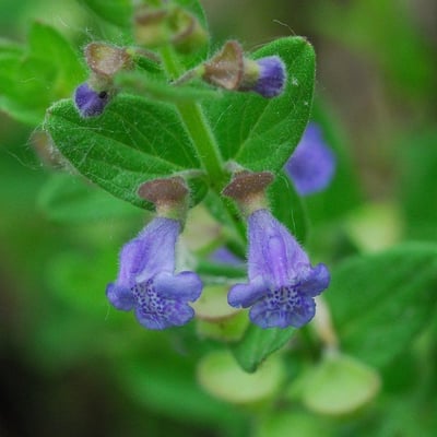 Scutellaria parvula — flower