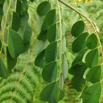 Dalbergia frutescens — leaf