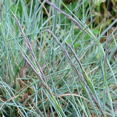 Festuca arvernensis — leaf