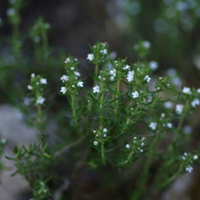 Thymus zygis — flower