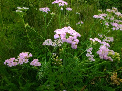 Achillea collina