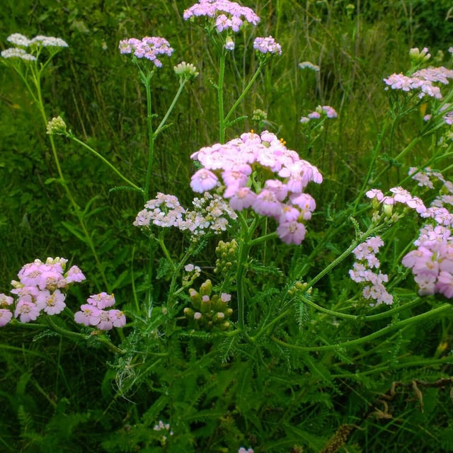 Achillea collina