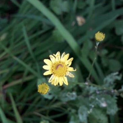 Jacobaea erratica — flower