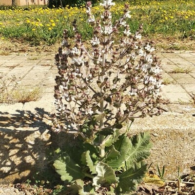 Salvia aethiopis — flower