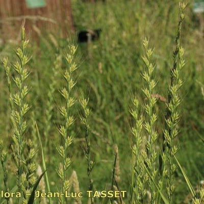 Lolium temulentum — flower