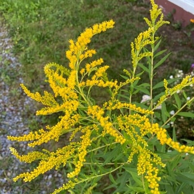 Solidago juncea — flower