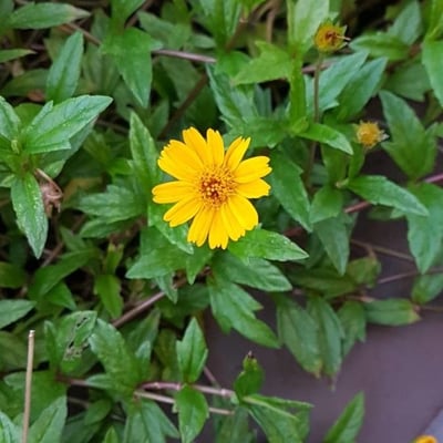 Sphagneticola trilobata — flower