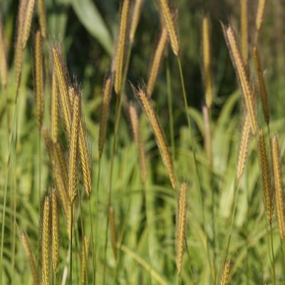 Hordeum bulbosum — flower