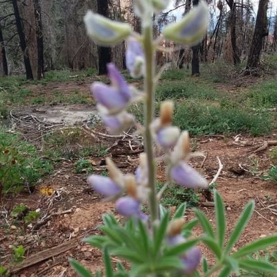 Lupinus sericeus — flower