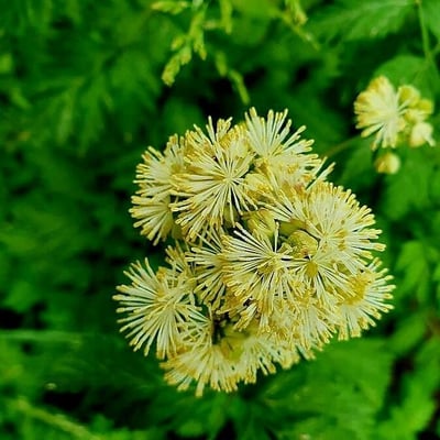 Thalictrum flavum — flower