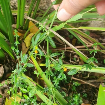 Galium hypocarpium — leaf
