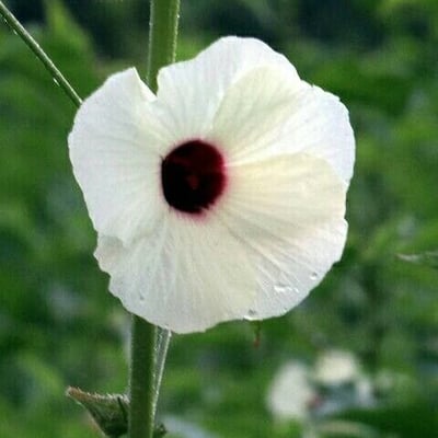 Corchorus aestuans — flower
