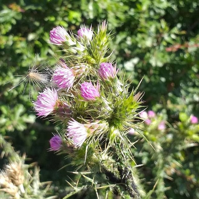 Carduus tenuiflorus — flower